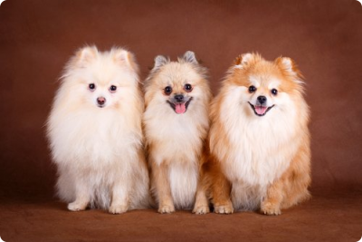 bluetooth_pomerania-kutya.jpg